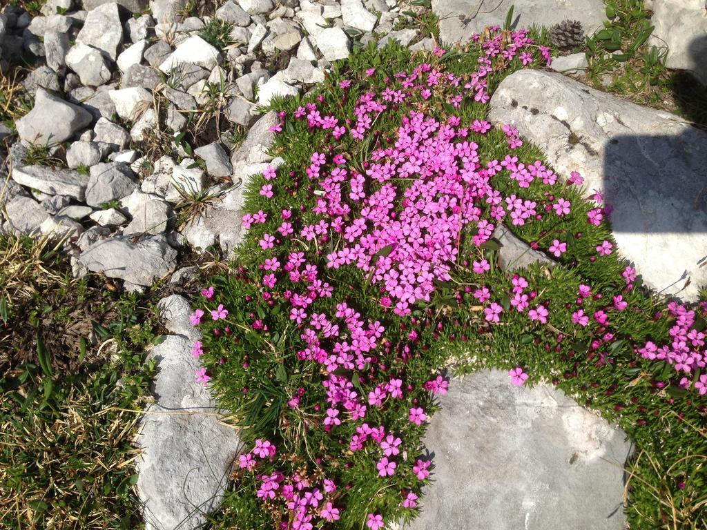 Alte Zimmerei - Lofer Exteriör bild
